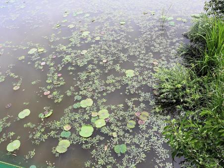 水草 水草の写真