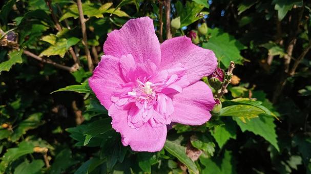 Pink Rose of Sharon flower, JPG