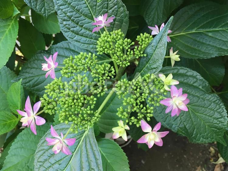 咲き始めたアジサイの花 あじさい,紫陽花,梅雨の写真素材