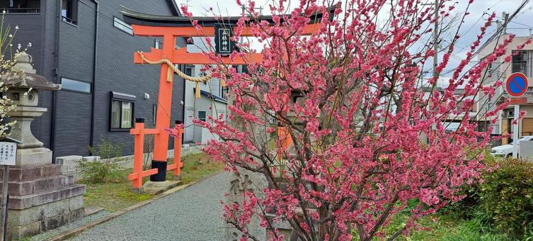 梅と鳥居 梅と鳥居の写真