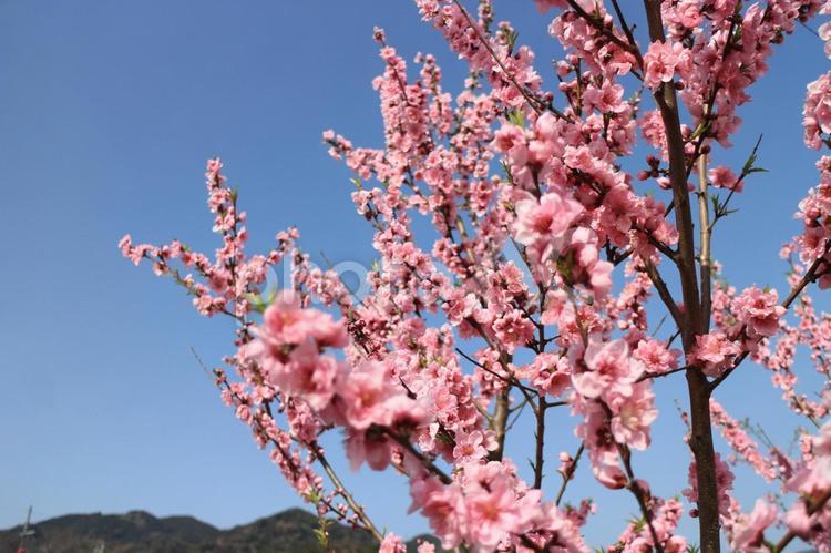 青空と桃の花と遠い山並み 桃,桃の花,ピンクの写真素材