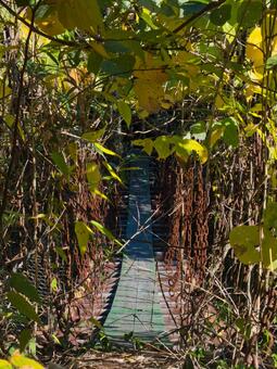 吊り橋 吊り橋,橋,アスレチックの写真素材