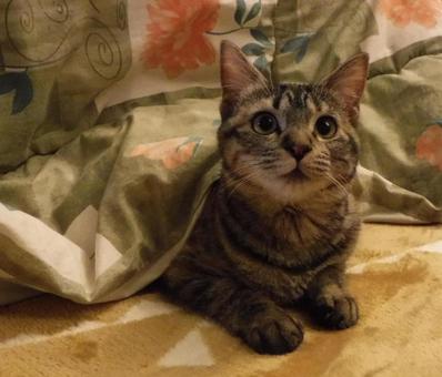 キジ猫 こたつからひょっこり キジ猫 こたつからひょっこりの写真