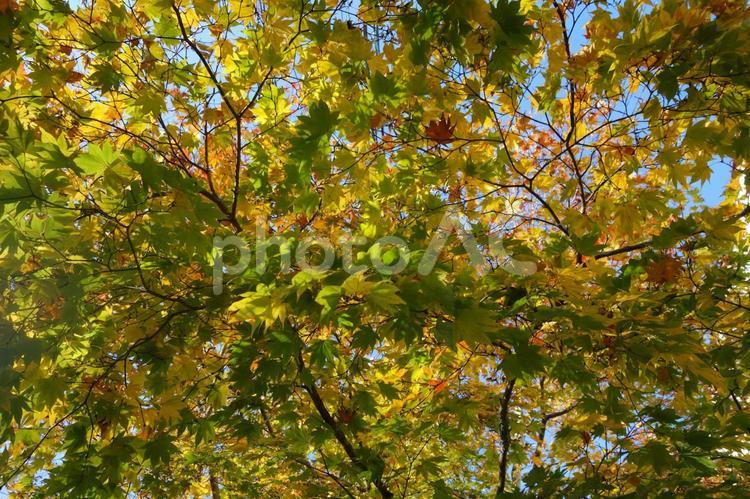 軽井沢の秋の紅葉 背景,壁紙,紅葉の写真素材