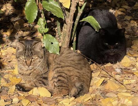 ひなたばっこの猫2匹 猫2匹,ひなたぼっこ,キジトラの写真素材