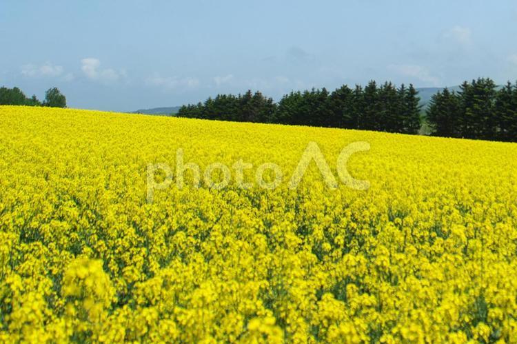 美しい満開の菜の花 菜の花畑,明るい,旅行の写真素材