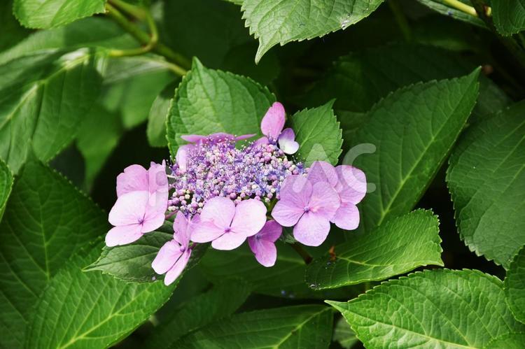 ガクアジサイ（額紫陽花） ガクアジサイ,額紫陽花,紫陽花の写真素材