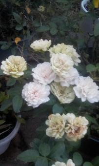 白い花 白い花の写真
