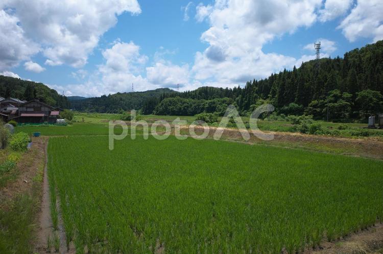 初夏の田んぼと青空 田んぼ,田,青空の写真素材