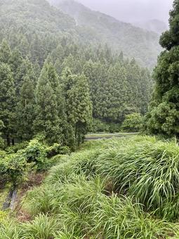 道が見える霧がかった山 道が見える霧がかった山 山,木,森の写真素材