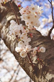 桜 桜 桜,さくら,春の写真素材