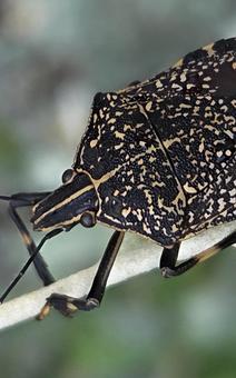 カメムシ カメムシ カメムシ,害虫,昆虫の写真素材