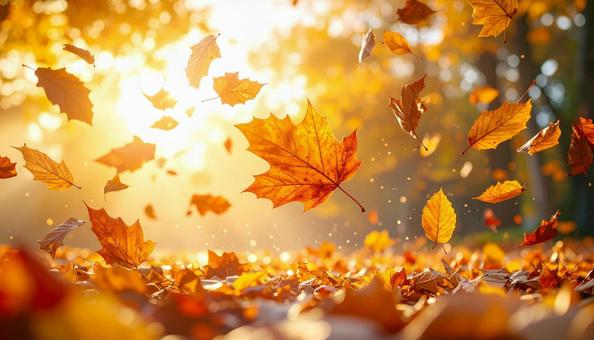 陽光の中で舞い散る美しい紅葉の背景 陽光の中で舞い散る美しい紅葉の背景の写真