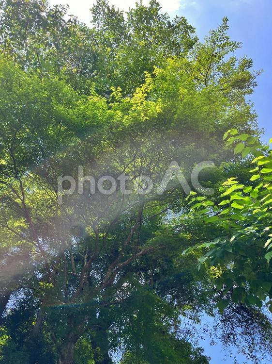 木を下から見る 木,空,自然の写真素材