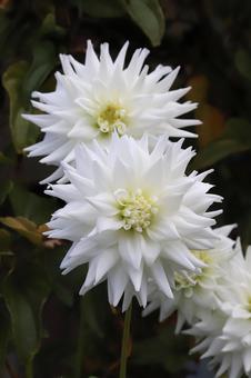 ダリヤの花 ダリヤの花 植物,花,自然の写真素材