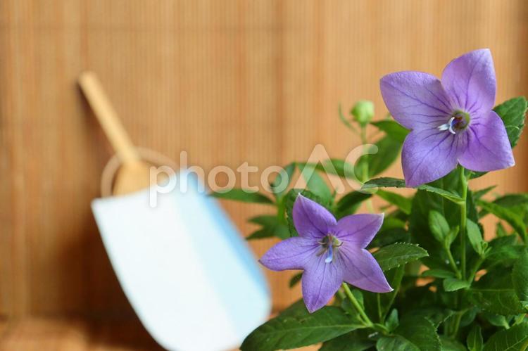 桔梗と夏の終わりのイメージ　２ 桔梗,キキョウ,夏の写真素材
