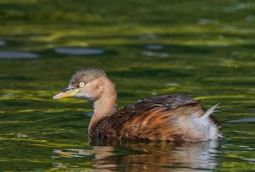 水滴の付いたカイツブリ冬羽 カイツブリ,冬羽,留鳥の写真素材