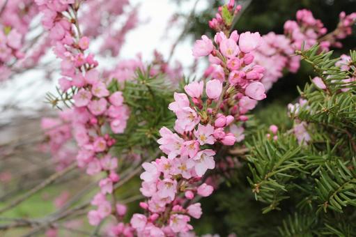 Sakura 15, JPG