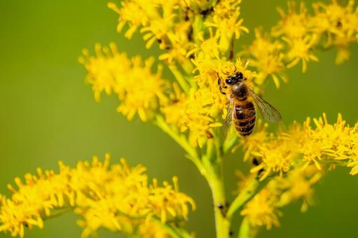 ミツバチとセイタカアワダチソウ⒅ ミツバチとセイタカアワダチソウ⒅の写真