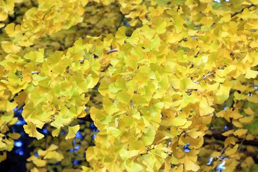 イチョウ葉の紅葉 イチョウ葉の紅葉 紅葉,イチョウ葉,銀杏の写真素材