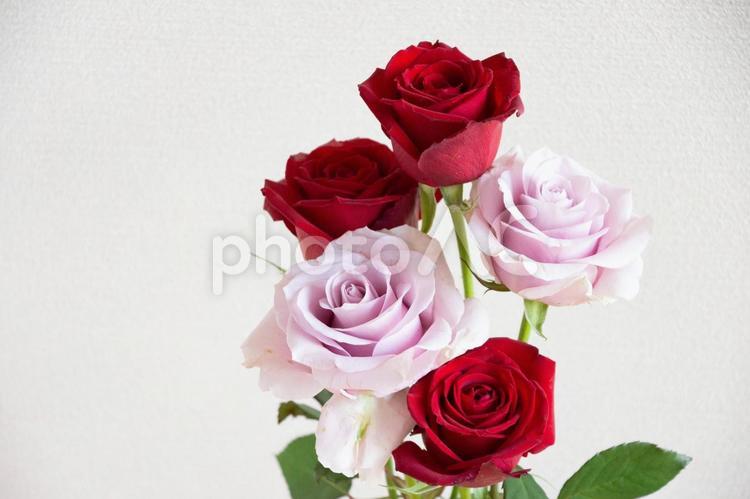 紫と赤のばら 薔薇,バラ,ばらの写真素材