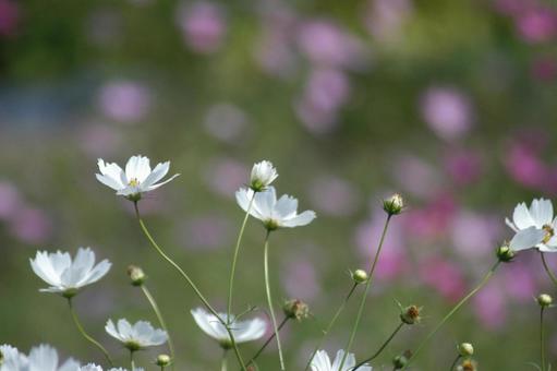 Cosmos, JPG