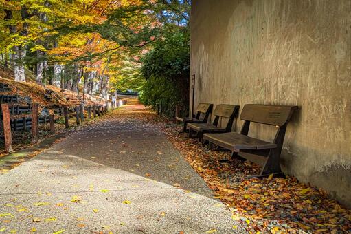 ベンチがある秋の公園の散策路 紅葉,落ち葉,落葉の写真素材