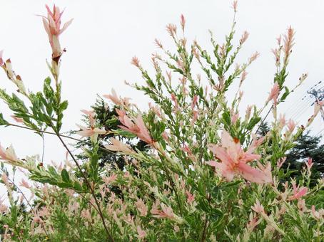 ピンクに色づくハクロニシキの新芽 ピンクに色づくハクロニシキの新芽の写真