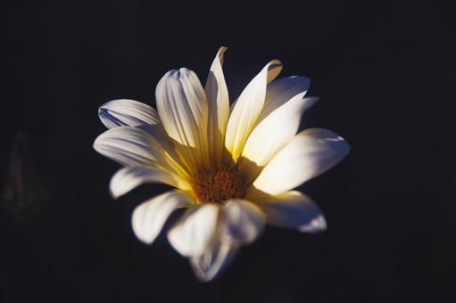 花 花の写真