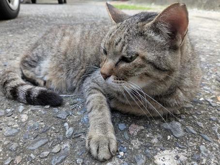 Lying brown tabby, JPG