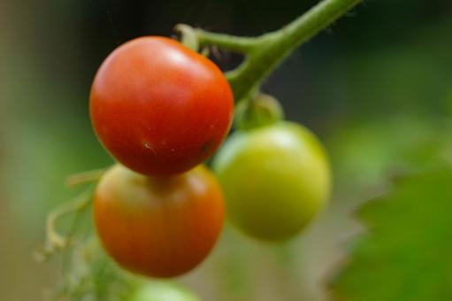 Photo, tomato, vegetables, mini tomato, 