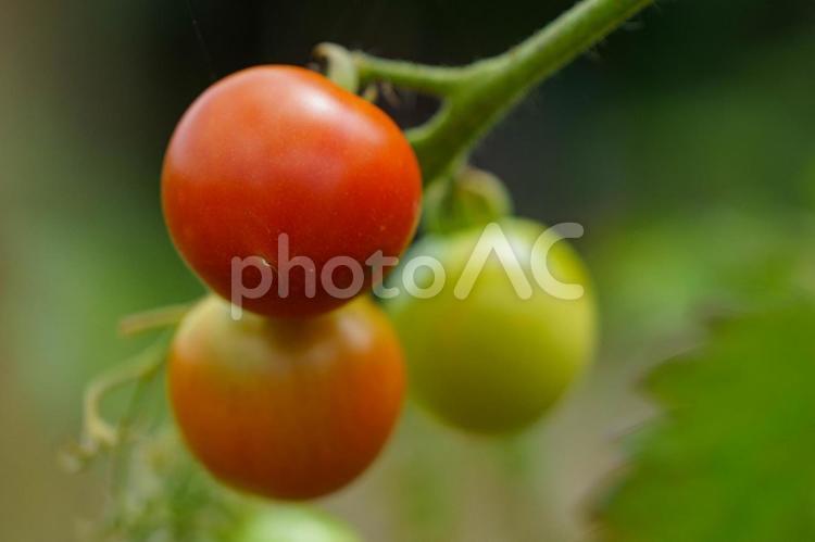 家庭菜園で栽培される赤く色づくミニトマト トマト,野菜,ミニトマトの写真素材