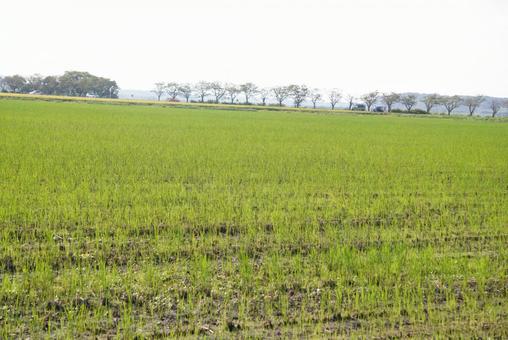 田園風景483 田園風景483の写真