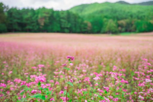 一面に広がる赤そばの花畑 一面に広がる赤そばの花畑 赤そば,蕎麦の花,高嶺ルビーの写真素材