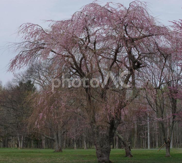 しだれ桜 風景,美しい,自然の写真素材