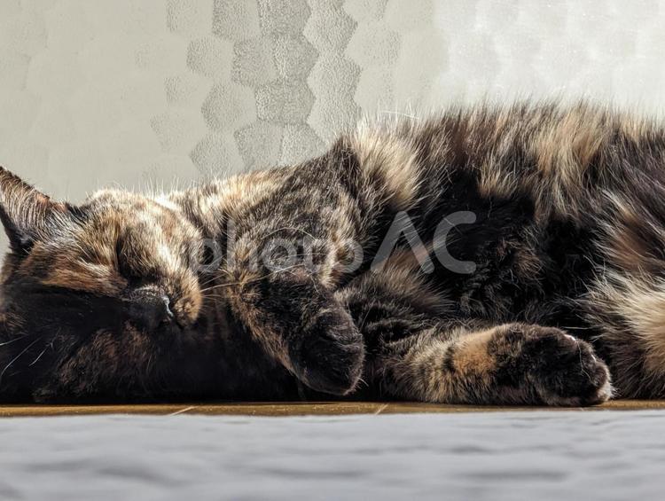 気持ちよさそうにお昼寝するにゃんこ ねこ,ネコ,ペットの写真素材