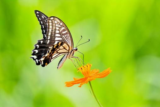 Photo, swallowtail, এবং ইয়াং ইয়ু, swallowtail প্রজাপতি, 