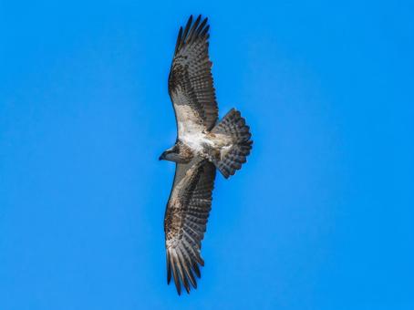 空を飛ぶミサゴ 空を飛ぶミサゴの写真