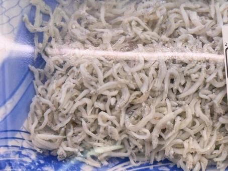 しらす しらす しらす,シラス,小魚の写真素材