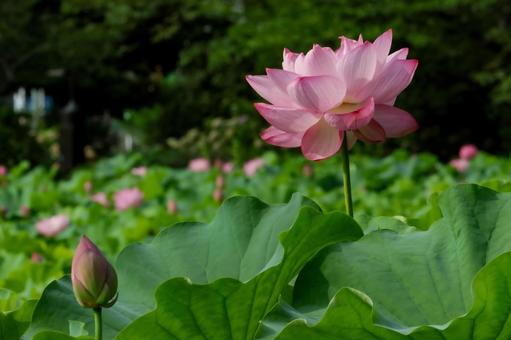 蓮 蓮 蓮,ハス,上野公園の写真素材