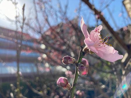 桜一輪 桜一輪の写真
