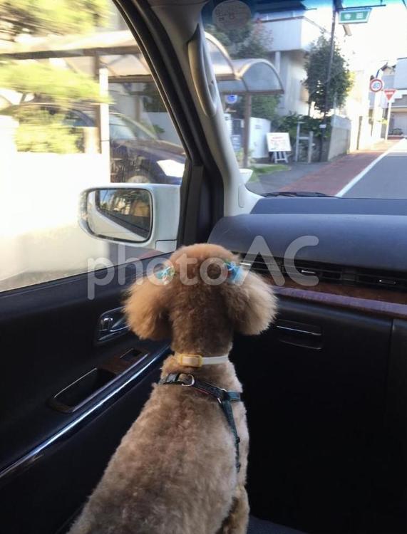 犬とおでかけ 自動車,車,ウィンドウの写真素材