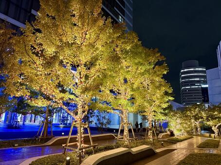 街路樹のイルミネーション２ 街路樹,イルミネーション,夜景の写真素材