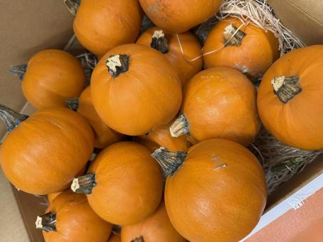 カボチャ カボチャ,ジャックオランタン,ハロウィンの写真素材