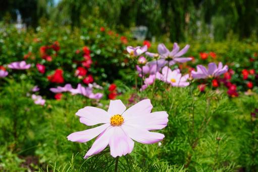 Pink Cosmos, JPG