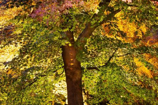 紅葉ライトアップ 紅葉,秋,風景の写真素材