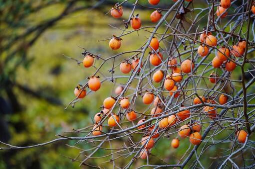 大きな赤い柿の果実を実らせた樹木 黄色,熟した,農業の写真素材