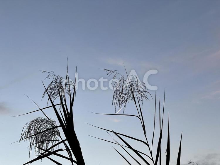 夕暮れ時の草木のシルエット 夕暮れ,草,シルエットの写真素材