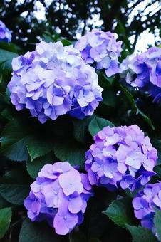 Bouquet of hydrangeas, JPG
