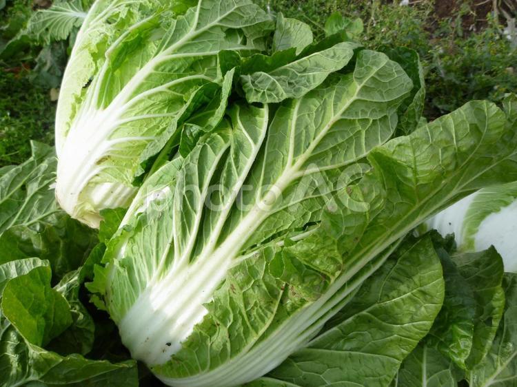 畑で採れた白菜② 白菜,野菜,収穫の写真素材